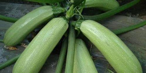 笋瓜网吃瓜,娱乐圈那些鲜为人知的吃瓜瞬间